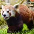 Drusillas Park Celebrates International Red Panda Day with Fascinating Facts and a Forest Fundraiser on Eastbourne Bournefree website