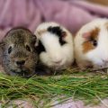 COULD YOU TELL WHAT YOUR GUINEA PIG IS TRYING TO TELL YOU? RAYSTEDE INVITES SUSSEX PET OWNERS TO ALL ABOUT GUINEA PIGS DAY on Eastbourne Bournefree website