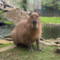 ‘Capy’ Ever After? New Capybara Rupert Arrives at Drusillas in Search of Love on Eastbourne Bournefree website