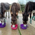 SUMMER HEATWAVE DRIVES WINTER FEED APPEAL FOR RAYSTEDE'S HORSES AND DONKEYS on Eastbourne Bournefree website