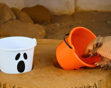 Trust No One! Animals at Drusillas Get a Taste for Treachery this Halloween on Eastbourne Bournefree website