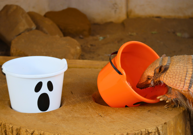 Trust No One! Animals at Drusillas Get a Taste for Treachery this Halloween on Eastbourne Bournefree website